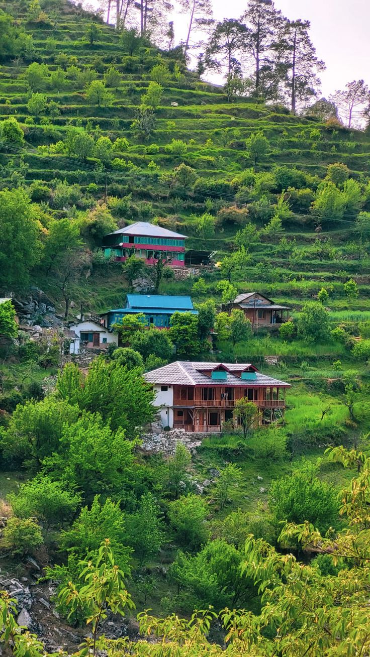 Jibhi